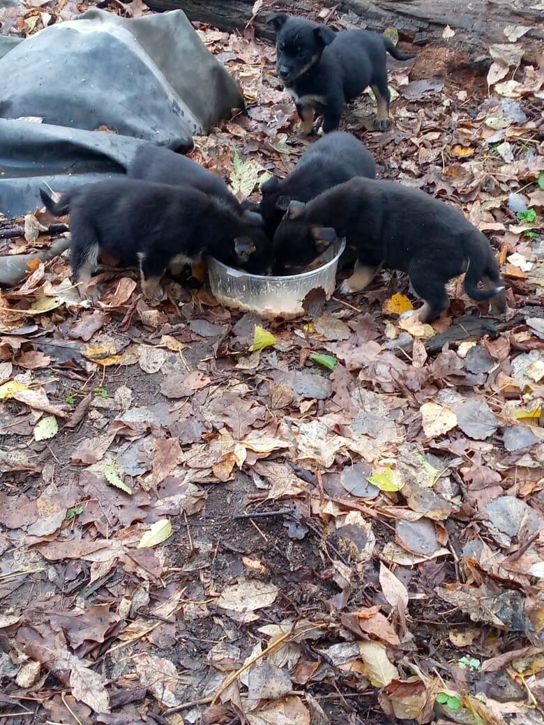 Это фото нам прислали местные жители