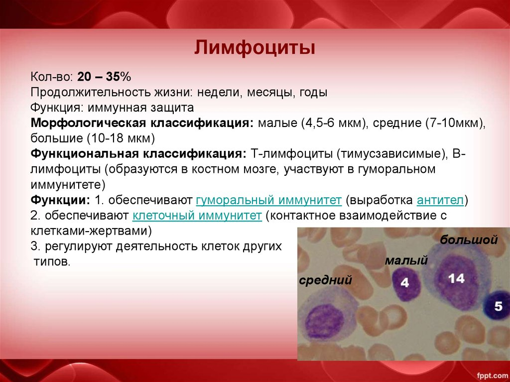 Что означает повышение лимфоцитов в крови информация от Врача-иммунолога