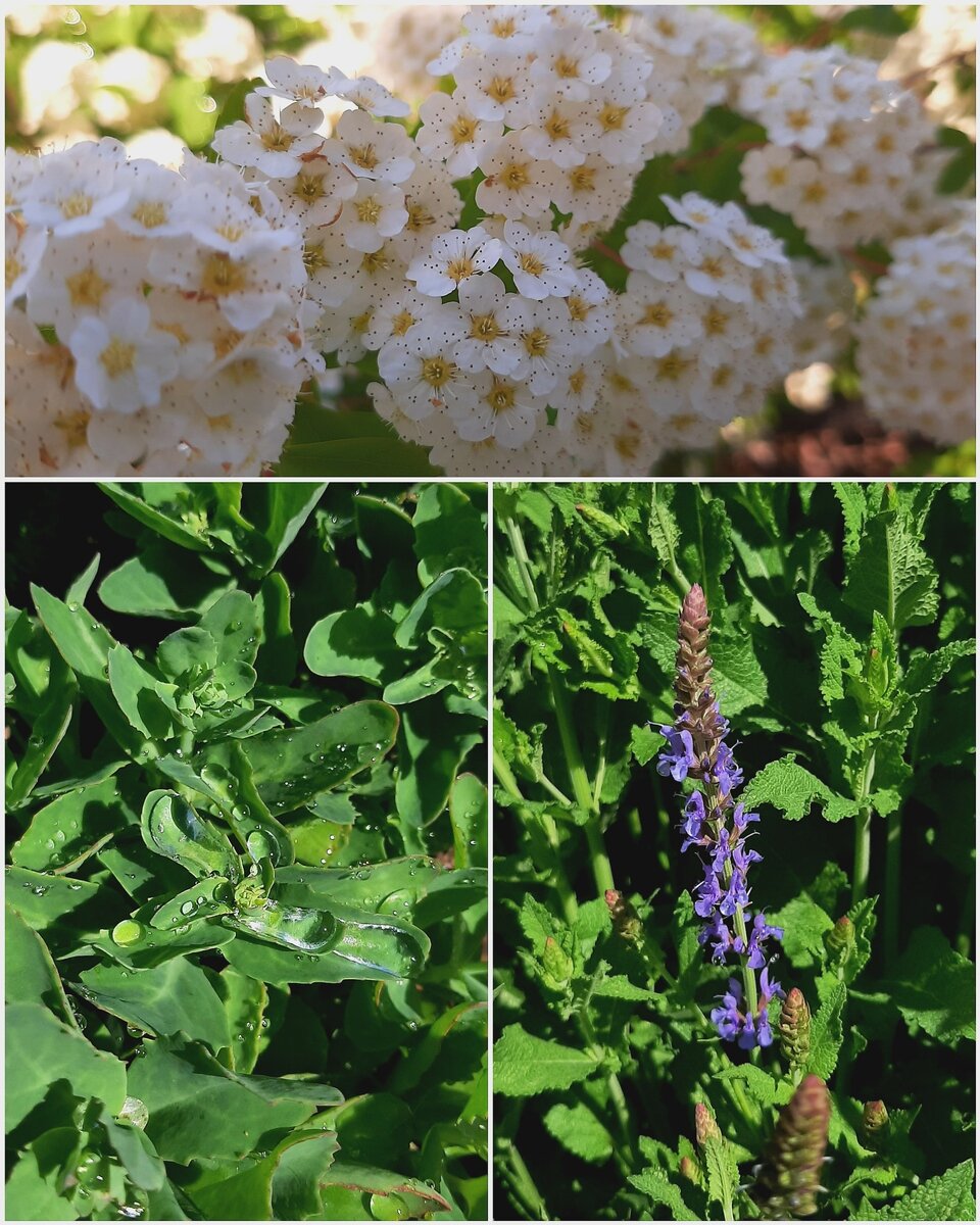 Без фото цветочков никак