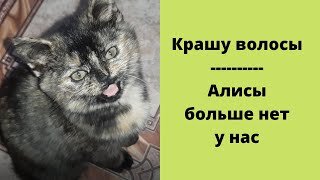 Крашу волосы - Алисы больше нет 😭😭😭 2021