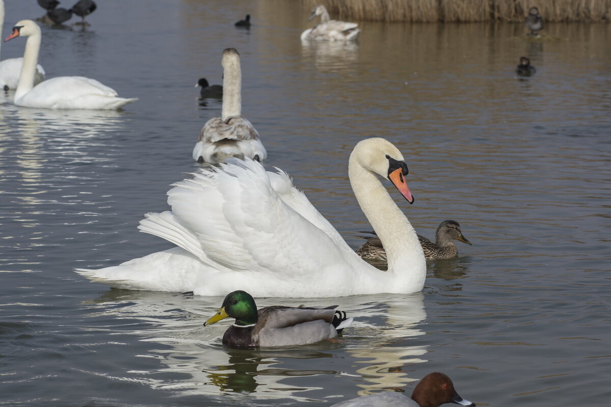 Лебедь в окружении уток
