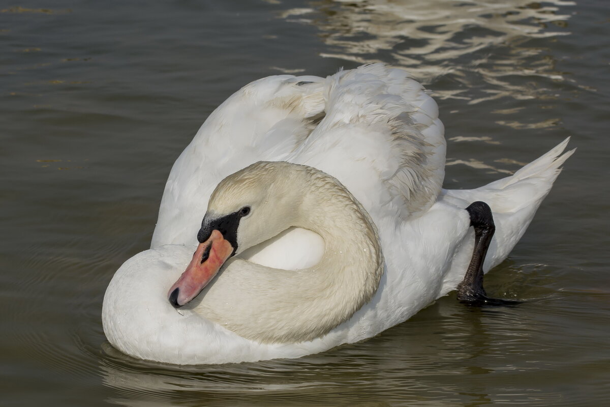 Змеиная шея