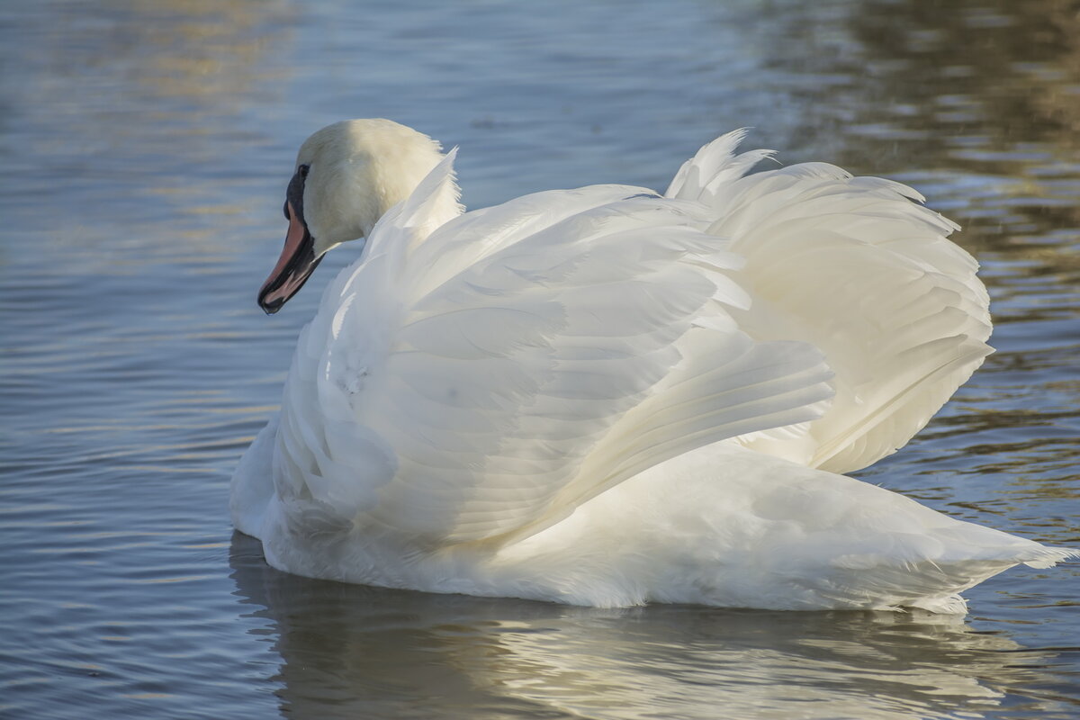 Вот так вот демонстрируем перья