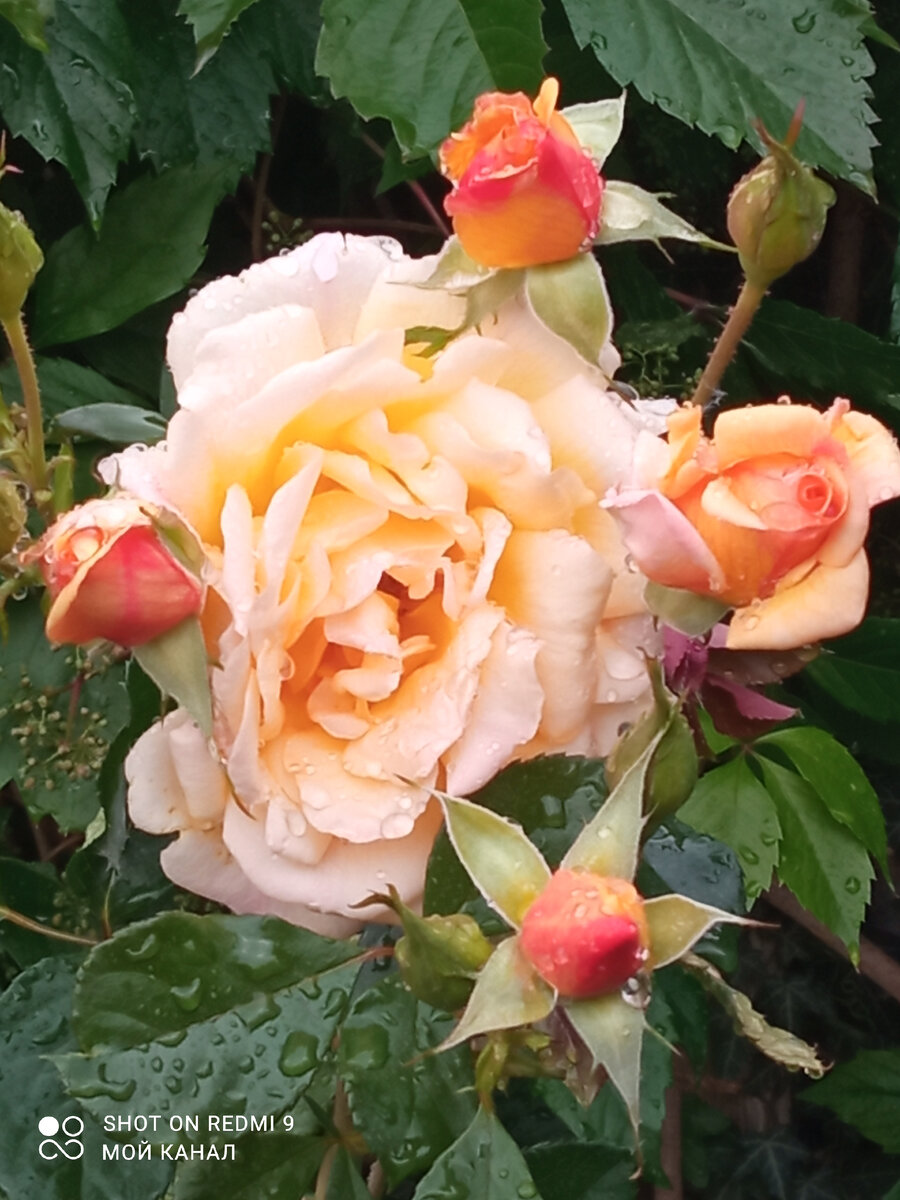 Плетистая роза Мишка. Высажена осенью 2023г. Фото мое.