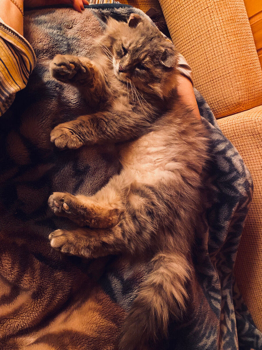 Милый домашний котик! Везде фото автора.