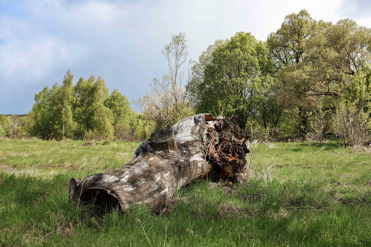 Этот монстр из уже сдавшихся