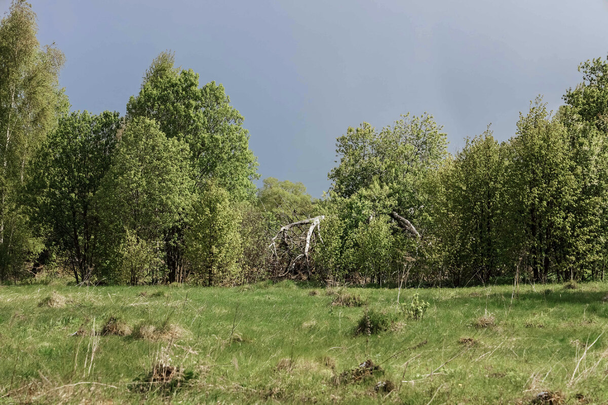 Здесь из-за молодой попросли выглядывают старческеи сухие скрюченные ревматизмом "руки"