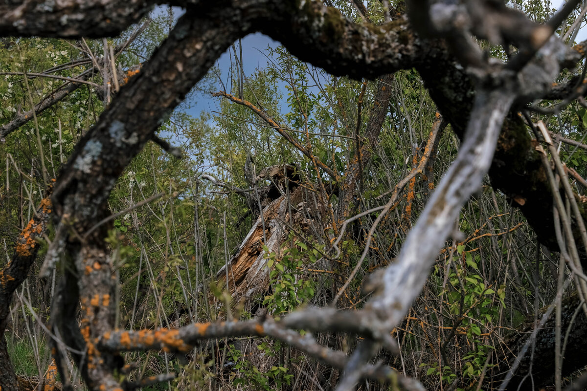 Дебри, как еще назвать)