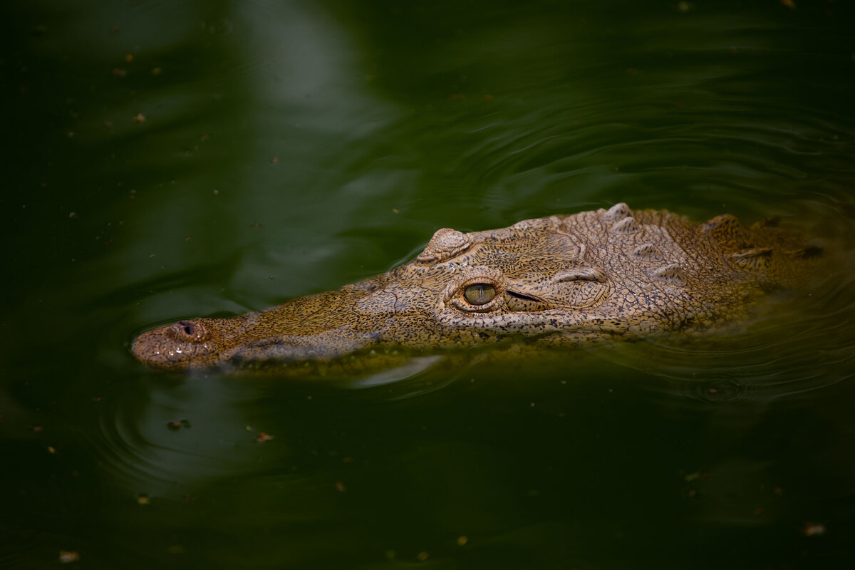 Фото: Daniel Cardenas / Getty Images