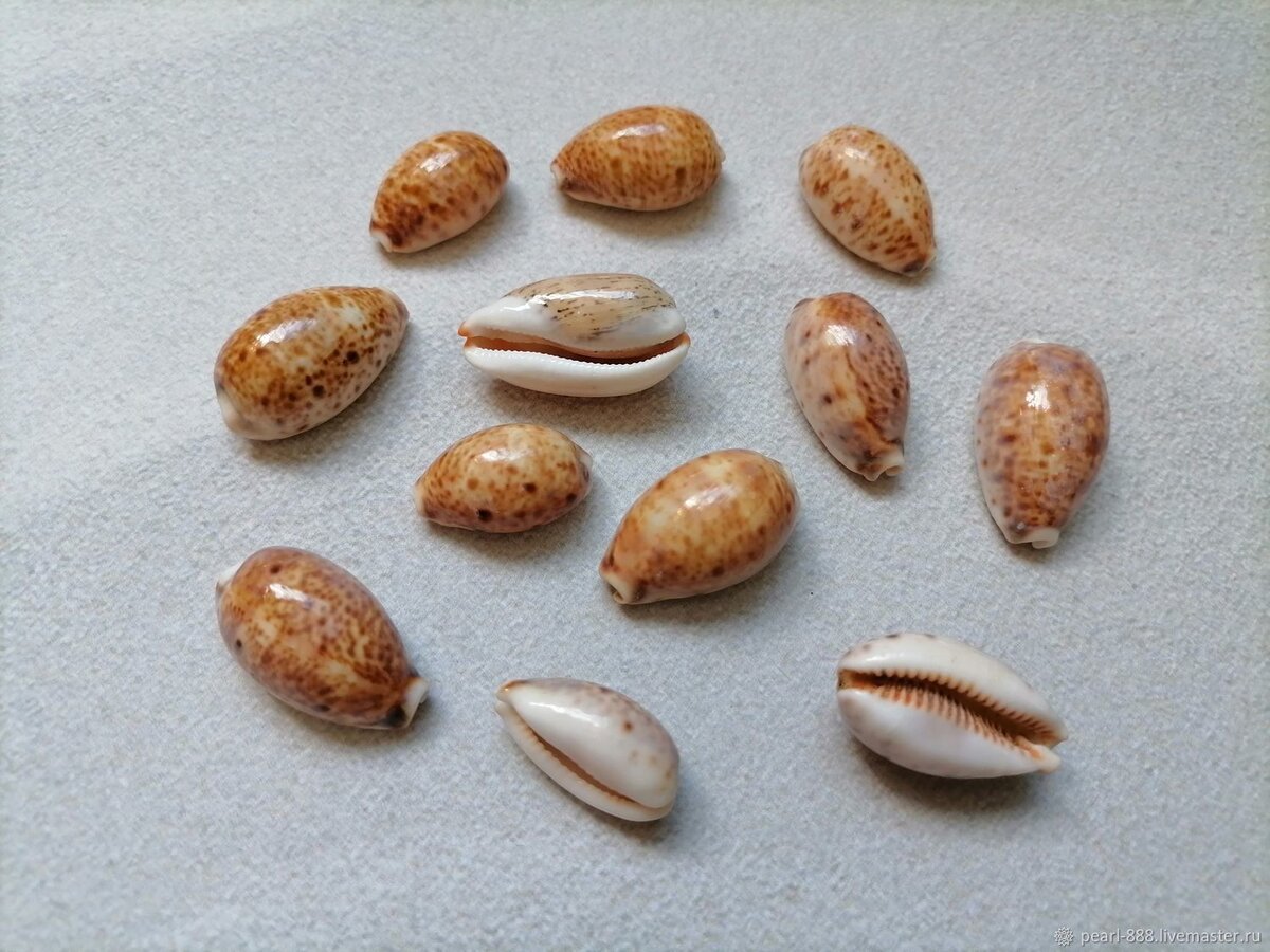 Раковины каури, использовавшиеся в качестве древних денег. 