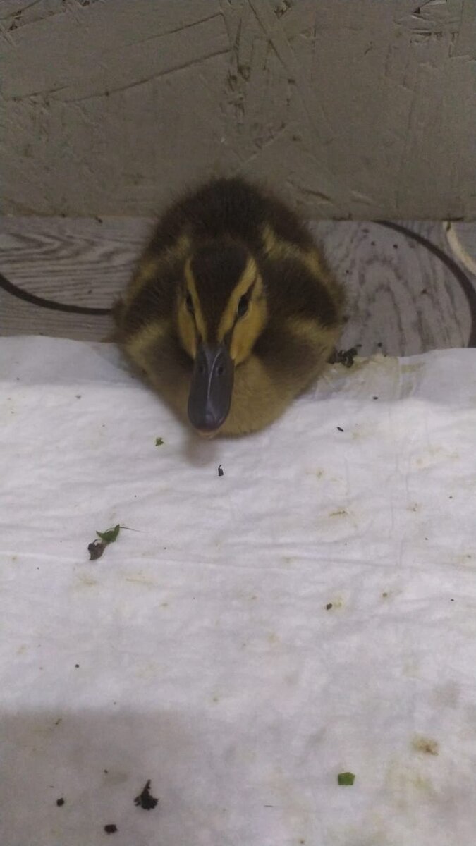 Он нас тихо ненавидит, но еду принимает с удовольствием.🐥🐥🐥 | Теплый  ДОМИК в Яковлево | Дзен