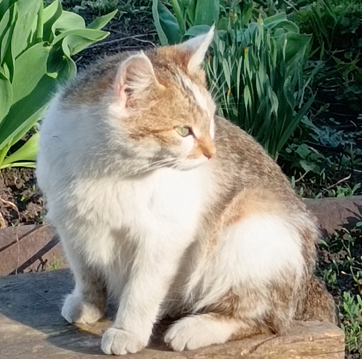 Участок под пушистой охраной