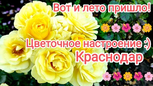 Краснодар. Вот и лето пришло! Цветочное настроение!