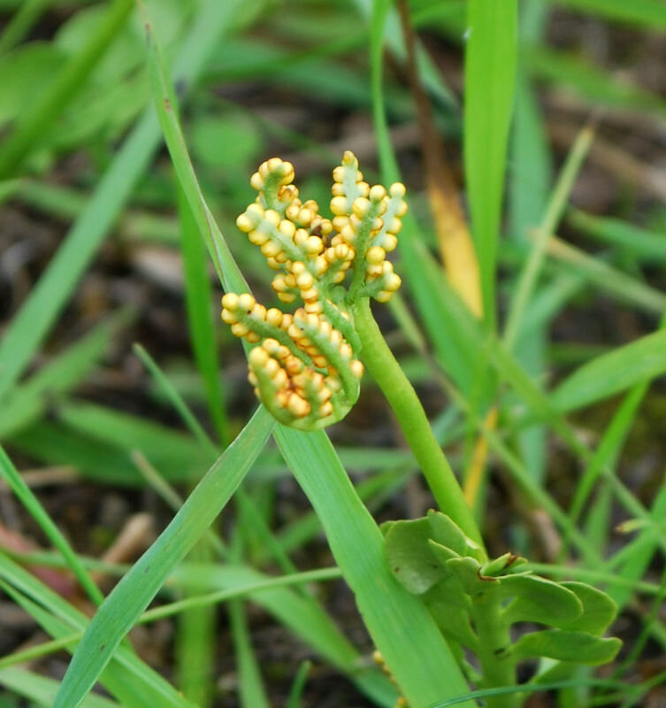 "Цветы" гроздовника полулунного.