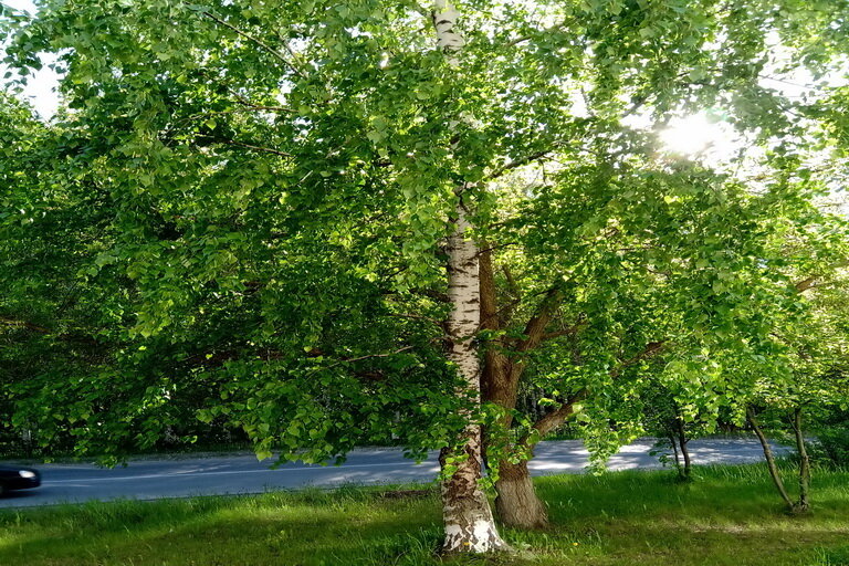 конец мая в городе