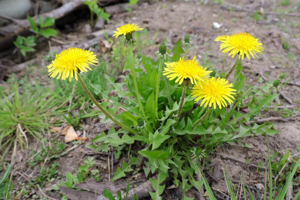 Наказание может грозить даже из-за обычного одуванчика.  Фото: Фото: ФедералПресс / Елена Майорова