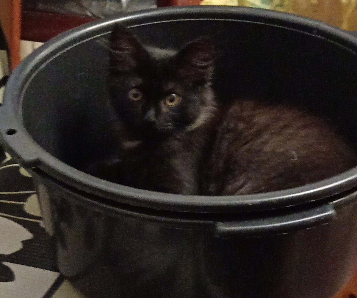 Чёрный - чёрный котёнок и чёрный - чёрный таз. 2 таза😉