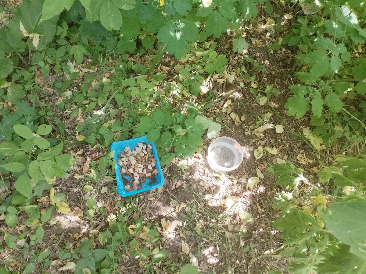 Соево-мясное блюдо. 