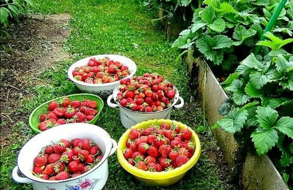 Как смывать пестициды с клубники