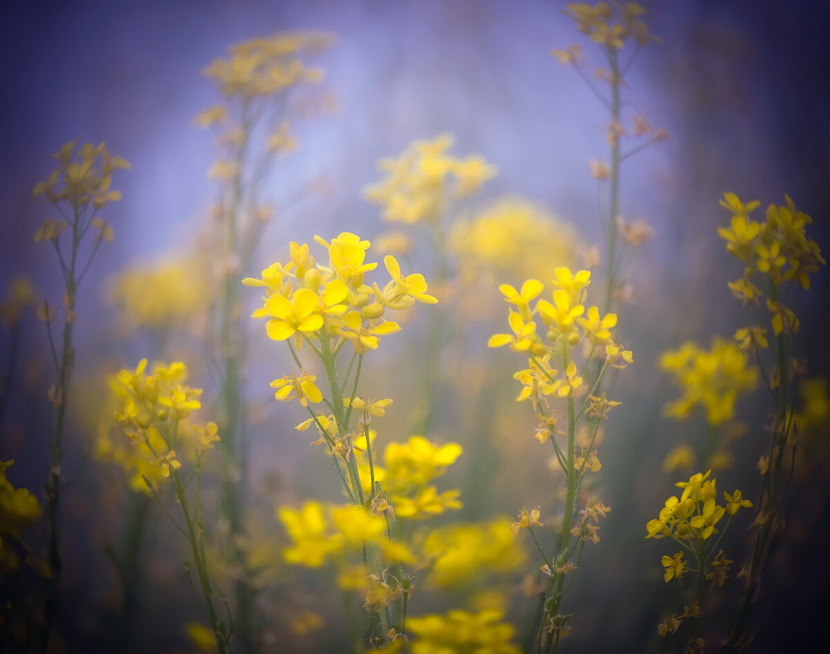 Разнотравие