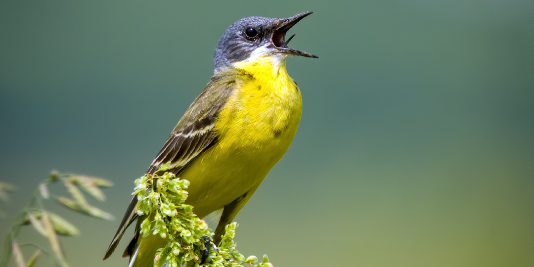 Гребной канал. Фотография дикой природы в Крылатском. Жёлтые трясогузки