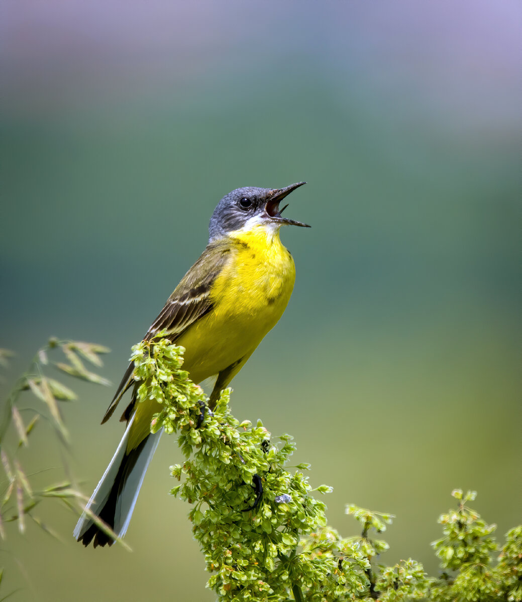 Жёлтая трясогузка