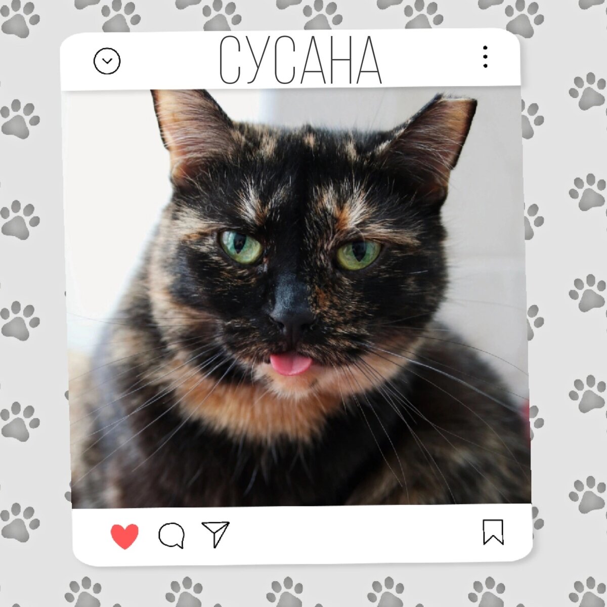 Кошка Сусана ищет дом 🐾😍 | Приют для кошек 