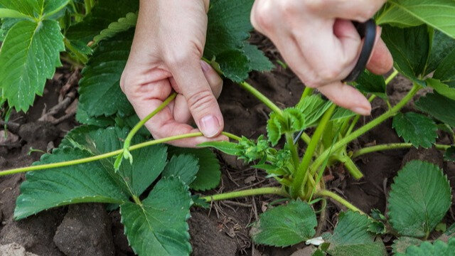 Теперь важно защитить культуру от вредителей, прополоть землю от сорняков и удалить ненужные усы, если вы не предполагаете размножить культуру. 