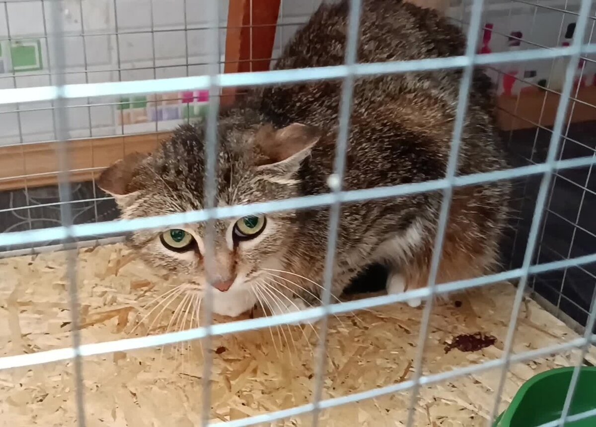 На первой передержке Дуся безвылазно сидела в клетке