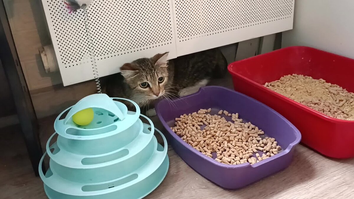 Выйдя из переноски, Дуся моментально нашла безопасное для себя место.