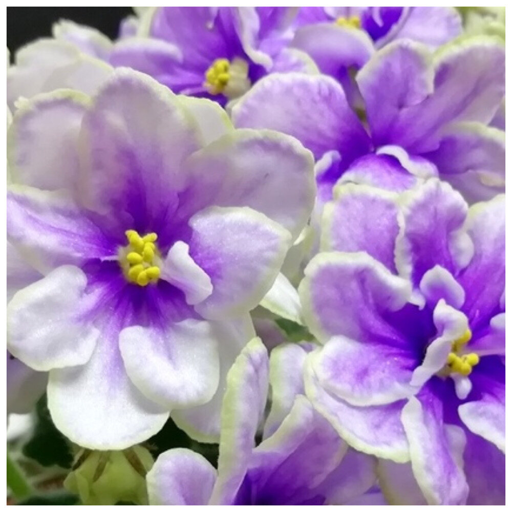 АВ-Вологодские Росы