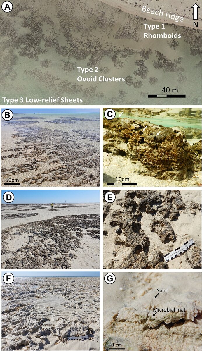    (A) Изображение строматолитовых полей, сделанное с помощью беспилотного летательного аппарата, показывающее три основных морфотипа строматолитов и их распределение. (B-C) Строматолиты типа 1 с удлиненной синусоидальной или ромбовидной морфологией, слоистыми внутренними структурами. Белые стрелки показывают пасущихся гастропод во время прилива (подводная фотография). (D-E) Строматолиты типа 2, состоящие из низкорельефных, неправильной формы овоидных скоплений строматолитов во внешнем поле. (F-G) Строматолиты типа 3, состоящие из менее четких, низкорельефных микробных матов, покрытых тонким слоем карбонатного песка / © Geology, Volker Vahrenkamp et al.