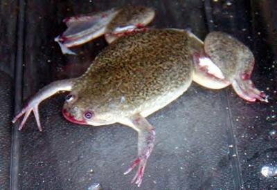 Шпорцевые лягушки альбиносы. Шпорцевая лягушка альбинос. Шпорцевая лягушка. Шпорцевая лягушка альбинос. Жаба пипа суринамская.