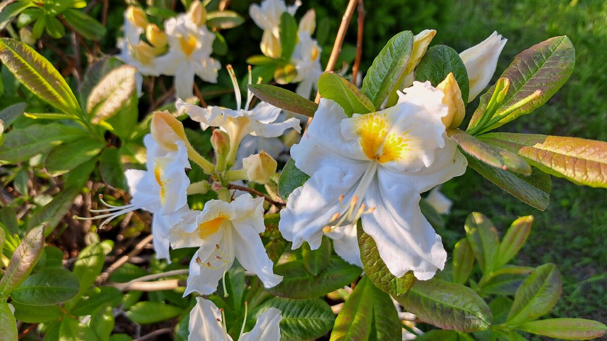    Азалия 'Шниеголд' ('Schneegold')