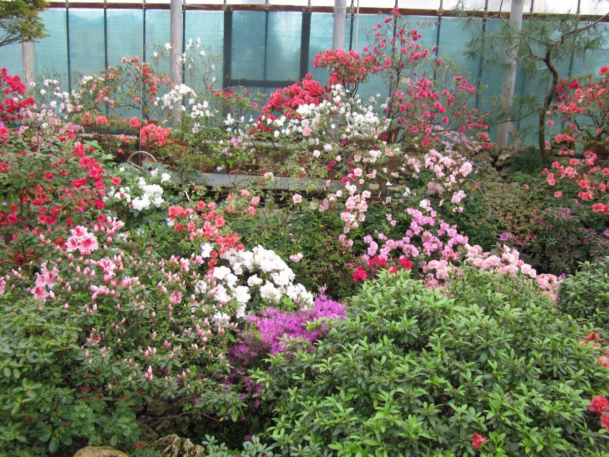    Цветение азалий в Ботаническом саду Санкт-Петербурга