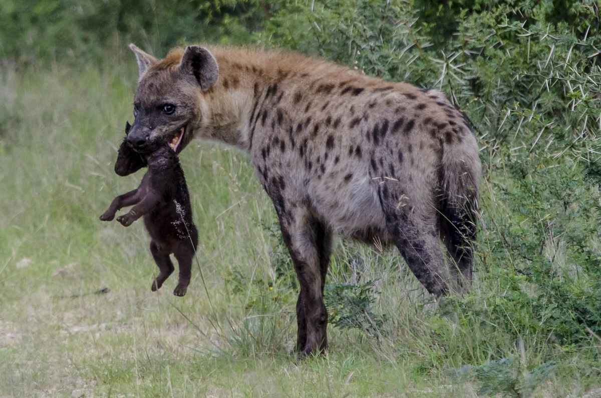 The Magnificent Wildlife Of Botswana Rhino Africa Blog