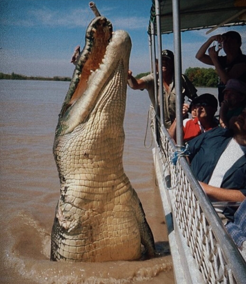 Крокодил Брут – знаменитость в Австралии.  Этот славный представитель своего вида достиг 5,5 метров в длину и поддерживает деловые отношения с местными туристическими гидами.