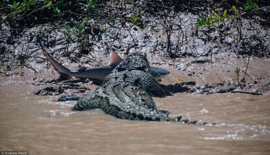 Крокодил Брут – знаменитость в Австралии.  Этот славный представитель своего вида достиг 5,5 метров в длину и поддерживает деловые отношения с местными туристическими гидами.-2