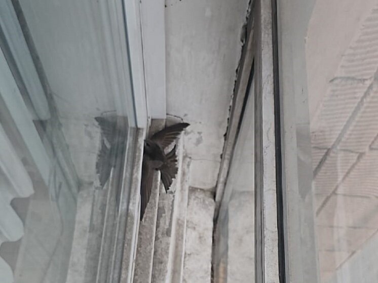     Стриж в окне здания. Фото: пресс-служба АлтГУ