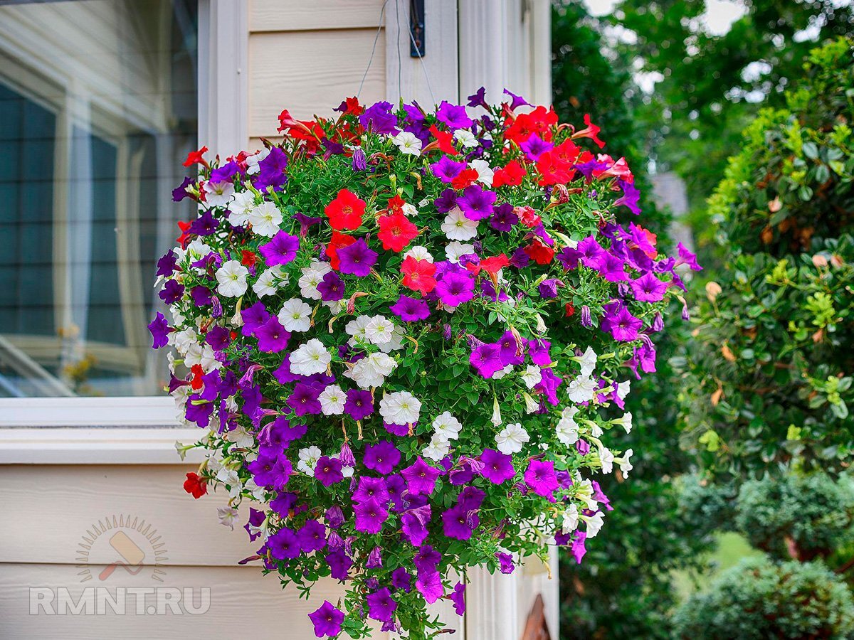   Фото ogorod.moe-online.ru