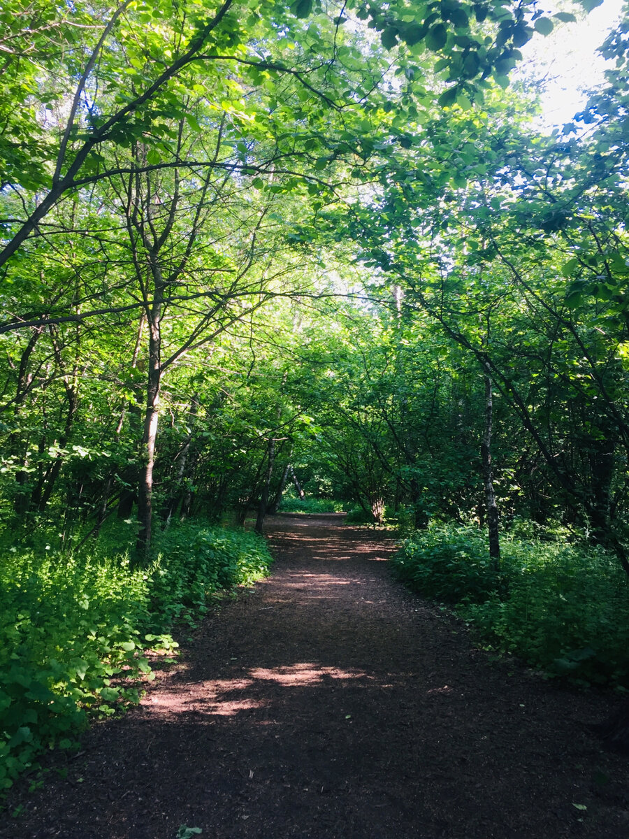 Мой стадион. Фото автора 