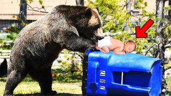 Мать выбросила ребенка в мусор. То, что медведь сделал дальше, просто невероятно.