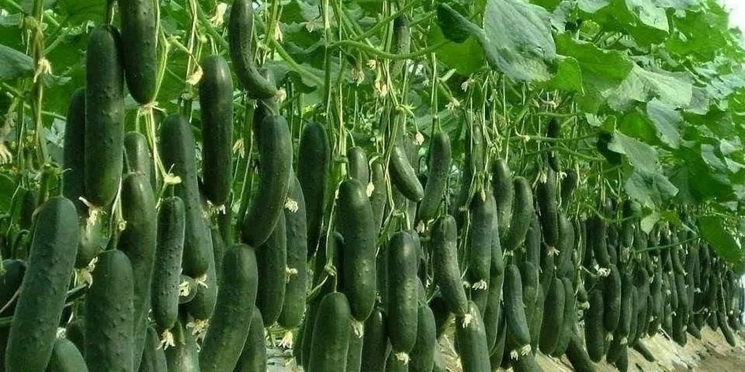 Огурцы дают невероятный урожай: Что добавить в посадочную лунку. Важное удобрение во время цветения