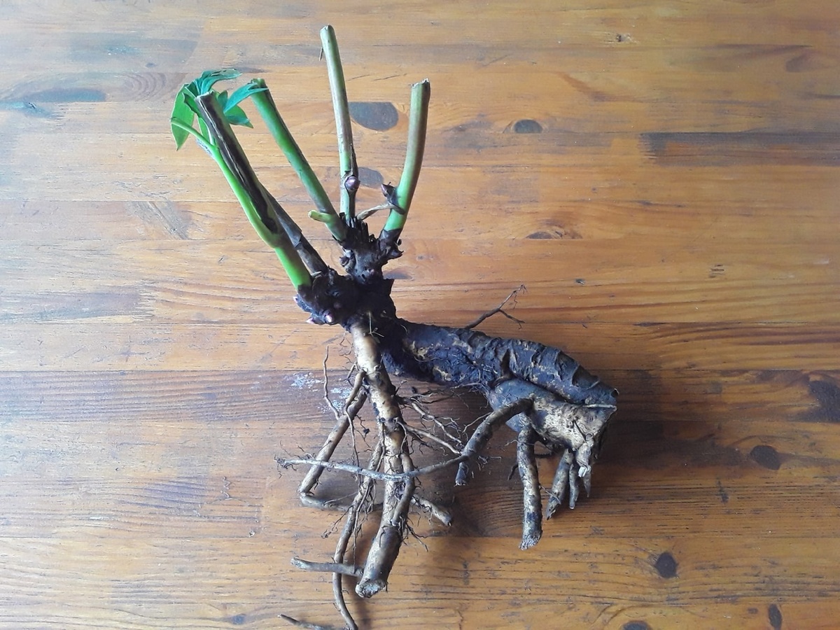 Деленка пиона Bartzella