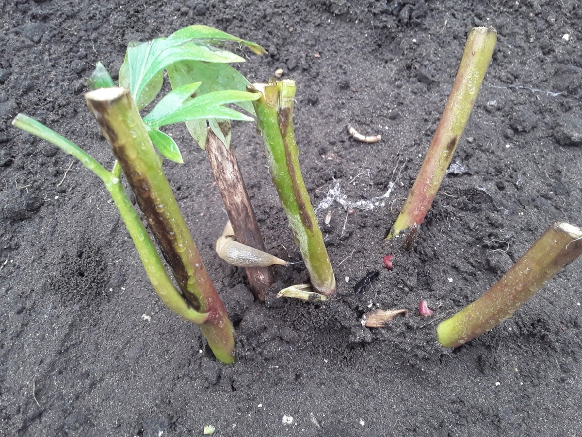 Слизень уже нацелился на две торчащие почки посаженного пиона