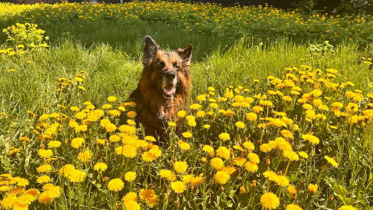 Наш любимый немец