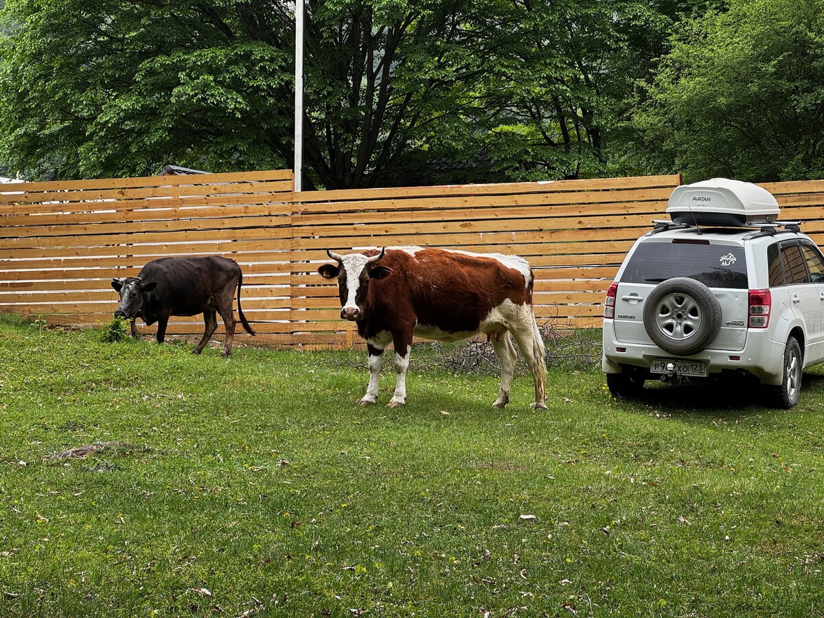 Когда отогнали от машины