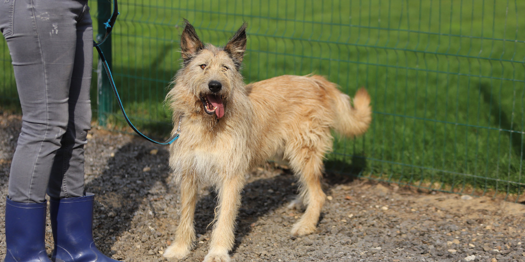Самые непристраиваемые собаки из приюта — это бородульки, даже самые красивые