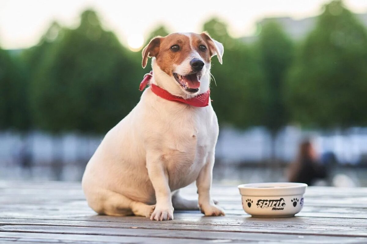 Прогулки с собаками станут ещё приятнее, ведь теперь можно заниматься спортом вместе со своим любимым питомцем