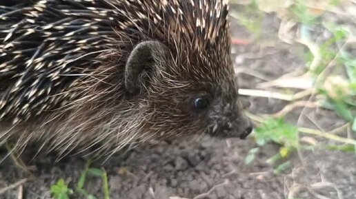 Обрезали по крылышку😏 Уже и днем приходят🦔 Сливаем бассейн💧🌿 Живем в своем доме на Кубани